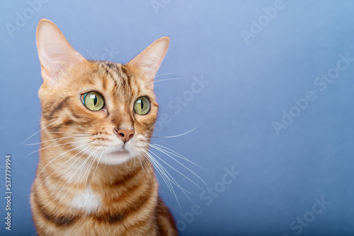 Purebred cat on a blue background. The cat is isolated. © Svetlana Rey