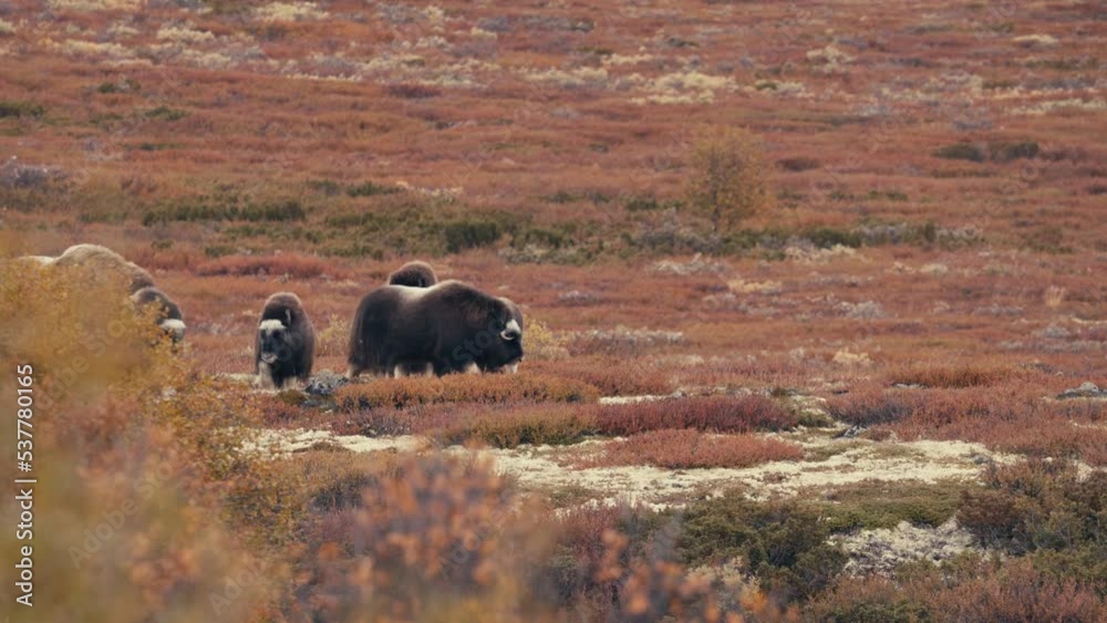 Group Of Muskoxen Walking On The Tundra In Autumn, Dovrefjell, Norway - wide Group Of Muskoxen Walking On The Tundra In Autumn, Dovrefjell, Norway - wide