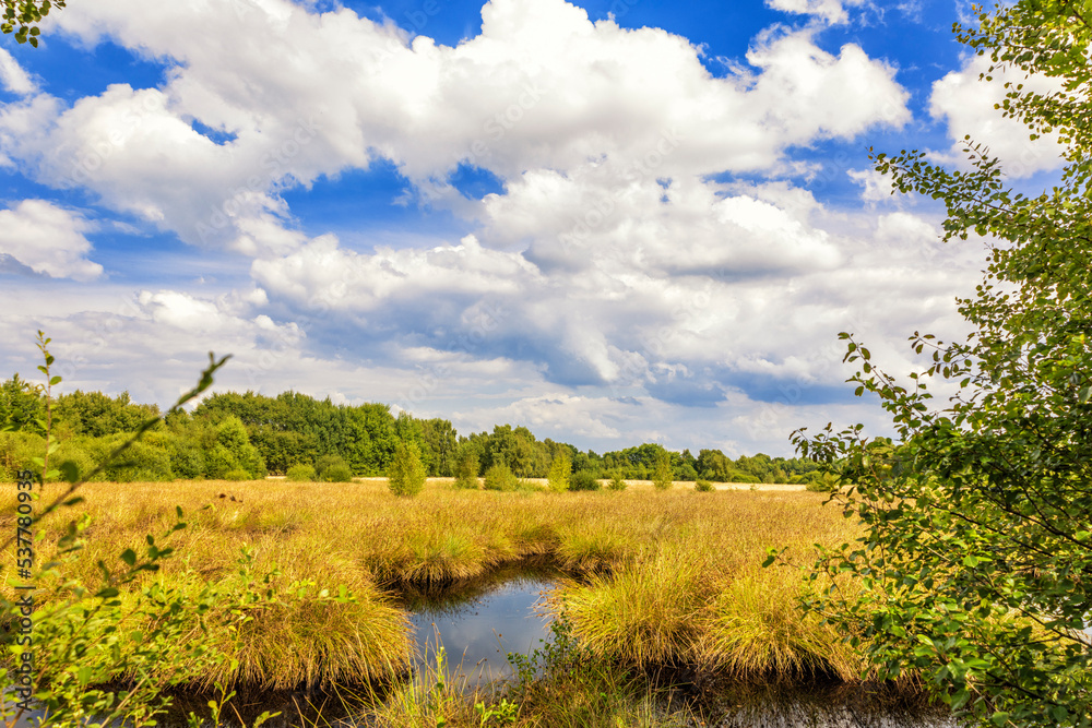 Fototapeta premium Fläche im Naturschutzgebiet Hohes Moor bei Oldendorf