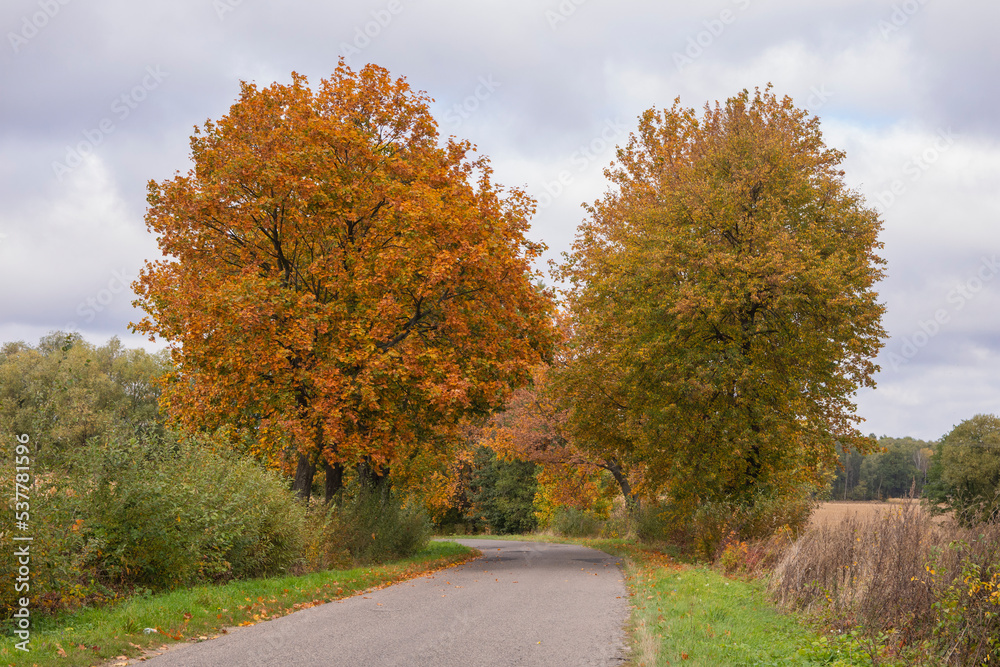 Fototapeta premium Autumn forest in the rays of the sun and the road in autumn colors. Day.