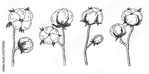 Cotton flower, Bavovna floral branch,fiber of plant origin. Hand-drawn sketch style. Symbol of Ukraine's military success and struggle. Isolated. Vector illustration photo