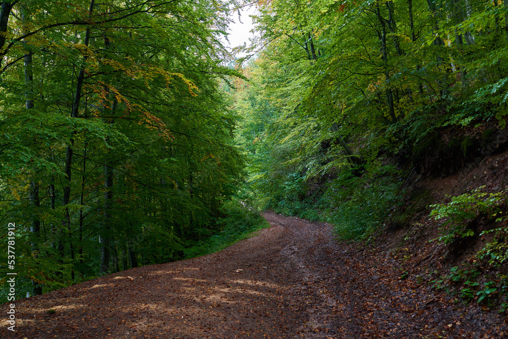 Fototapeta premium Muddy road in the forest