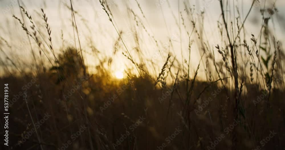 The camera flies through field with grass at sunset The camera flies through field with grass at sunset