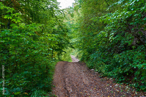 Muddy road in the forest