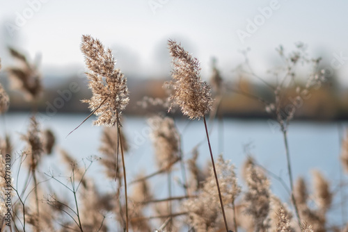 Dry plant reeds as beauty nature background, Abstract natural backdrop. Reed grass or pampas grass outdoors with daylight, life style nature scene, organic design wide banner. Soft selective focus