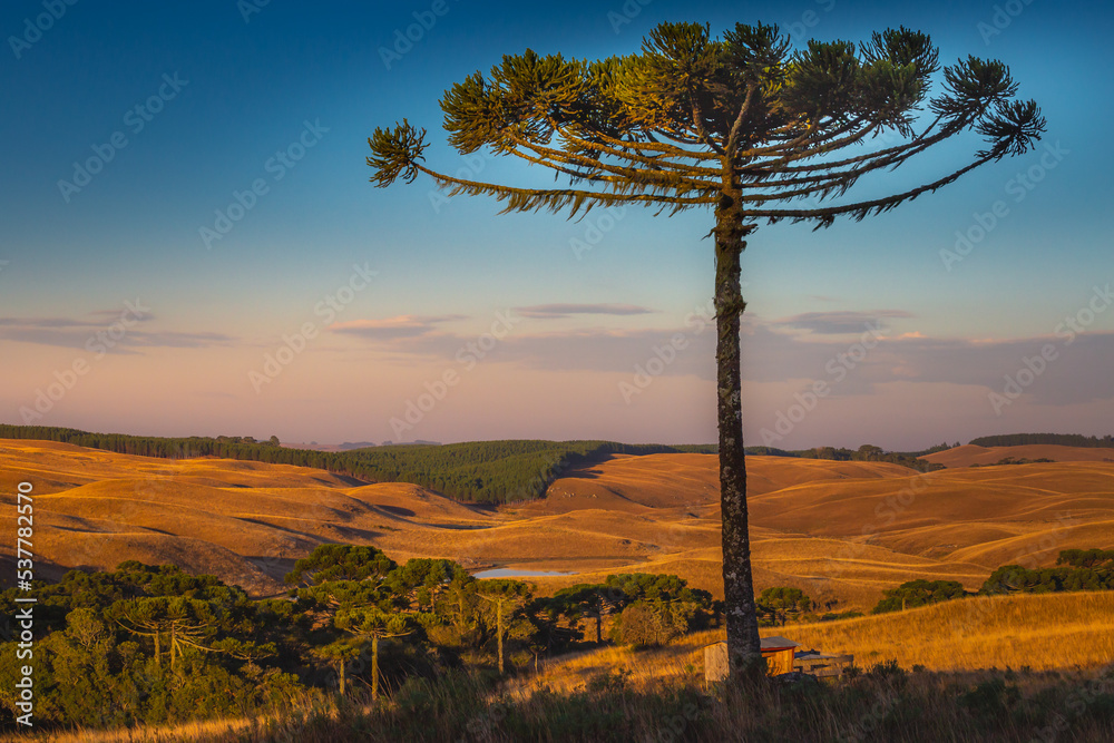Southern Brazil countryside landscape at sunrise with single araucaria