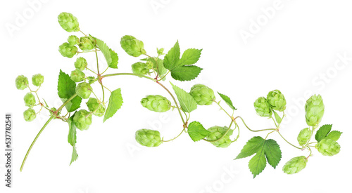 Branch with ripe hops, transparency background