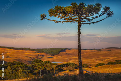 Southern Brazil countryside landscape at sunrise with single araucaria photo