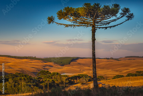 Obraz na płótnie Southern Brazil countryside landscape at sunrise with single araucaria w salonie