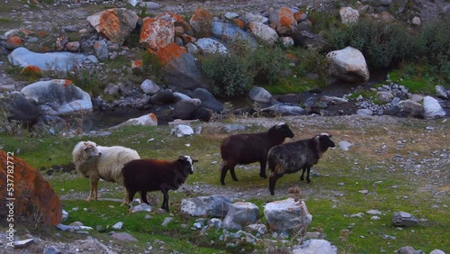 herd of sheep graze on mountain pastures