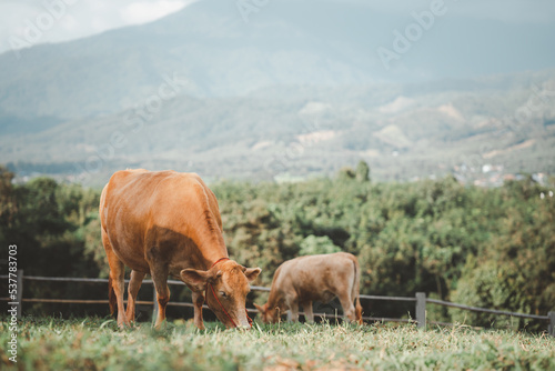 Close-up of a dairy cow eating grass in a meadow in the mountains.Side view.  Dairy cows on green alpine meadow.  Cows grazing in high mountain landscape.