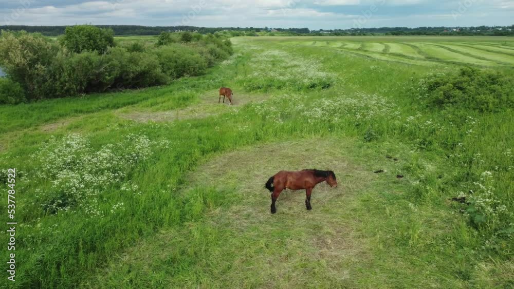 Horses graze in the meadow. Herding of domesticated horses. Brown horses on emerald grass near the river. Horses graze in the meadow. Herding of domesticated horses. Brown horses on emerald grass near the river.