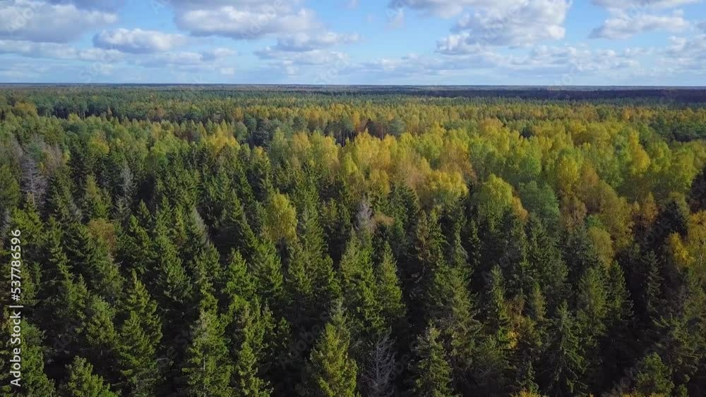Early autumn in forest, aerial top view, mixed forest, green conifers, deciduous trees with yellow leaves, fall colors countryside woodland, nordic forest landscape, wide angle establishing shot Early autumn in forest, aerial top view, mixed forest, green conifers, deciduous trees with yellow leaves, fall colors countryside woodland, nordic forest landscape, wide angle establishing shot