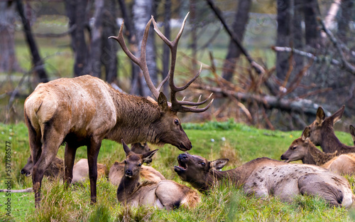 Elk Stock Photo and Image. Buck bugling guarding his herd of elk cows with a blur forest background in their environment and habitat surrounding.