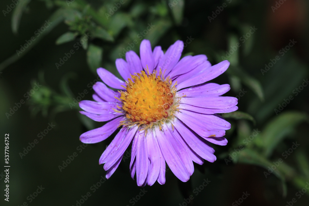 trailing ice plant flower macro photo trailing ice plant flower macro photo