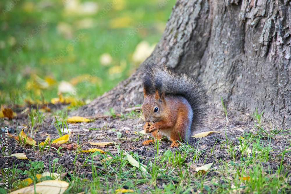 Squirrel in autumn in the park Squirrel in autumn in the park