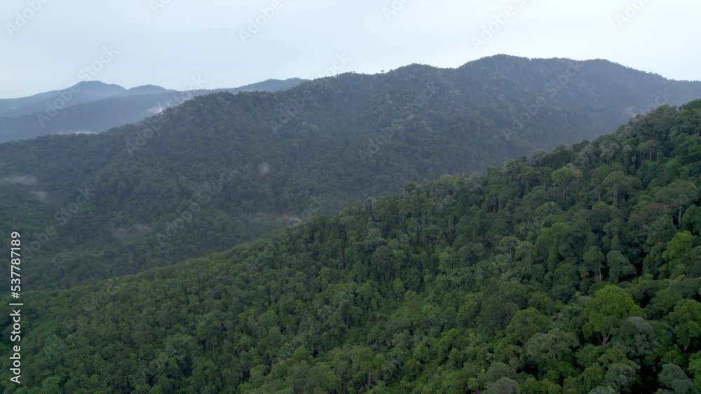 Aerial flight above the dense jungle in Malaysia Aerial flight above the dense jungle in Malaysia