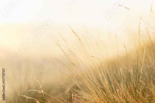 Zen warm autumn background with yellow fluffy and softness dry grass on alpine meadow in golden sunset light closeup, blur. Quiet, gentle, serenity of natural fields countryside background.