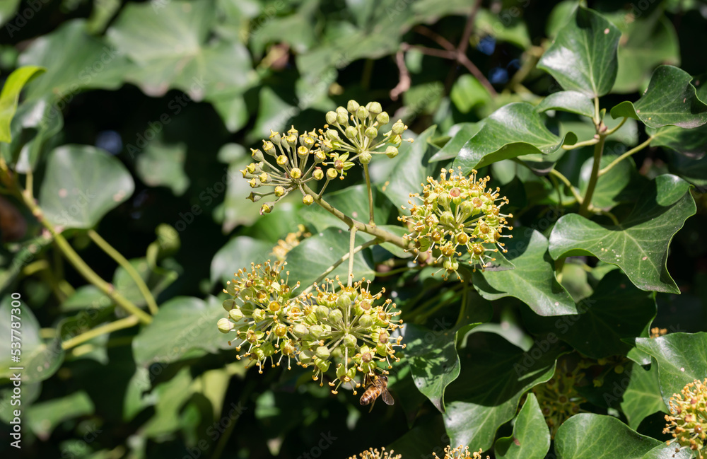 Hedera helix in bloom, growing on a tree trunk, in Marche region, Italy Hedera helix in bloom, growing on a tree trunk, in Marche region, Italy