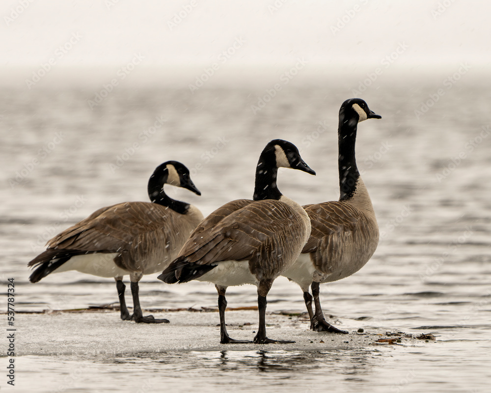 Canada Geese Photo and Image. On ice water in the springtime with falling  snow in their environment and habitat surrounding. Goose. Stock Photo |  Adobe Stock
