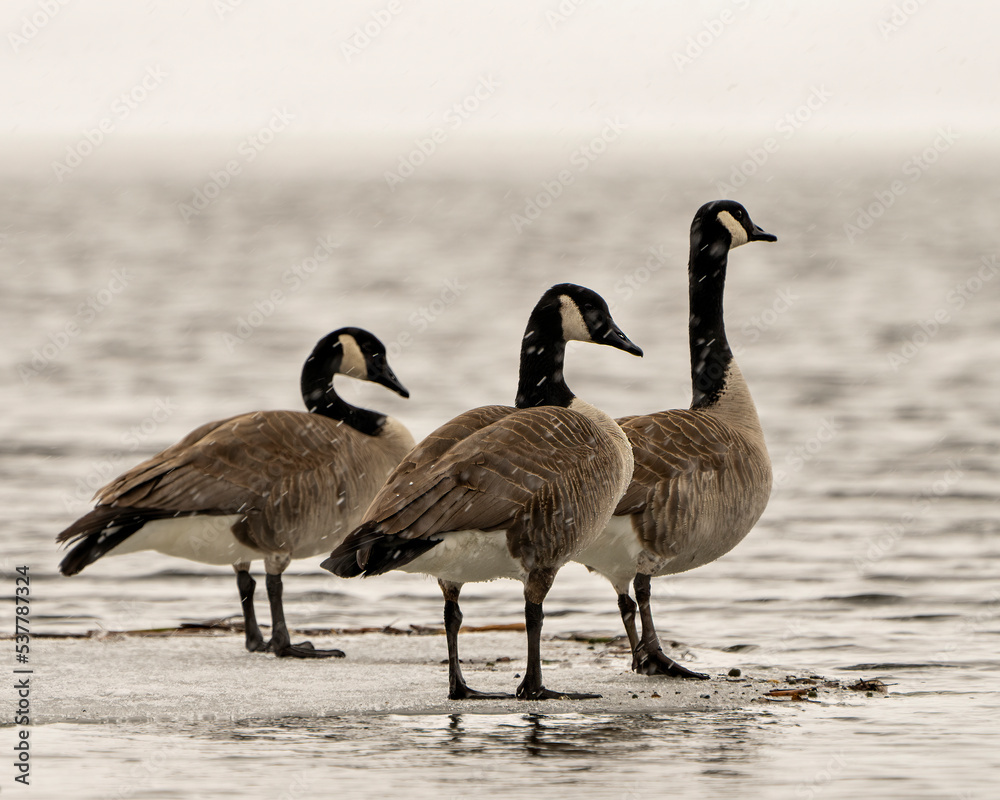 Canada Geese Photo and Image. On ice water in the springtime with falling snow in their environment and habitat surrounding. Goose. Canada Geese Photo and Image. On ice water in the springtime with falling snow in their environment and habitat surrounding. Goose.