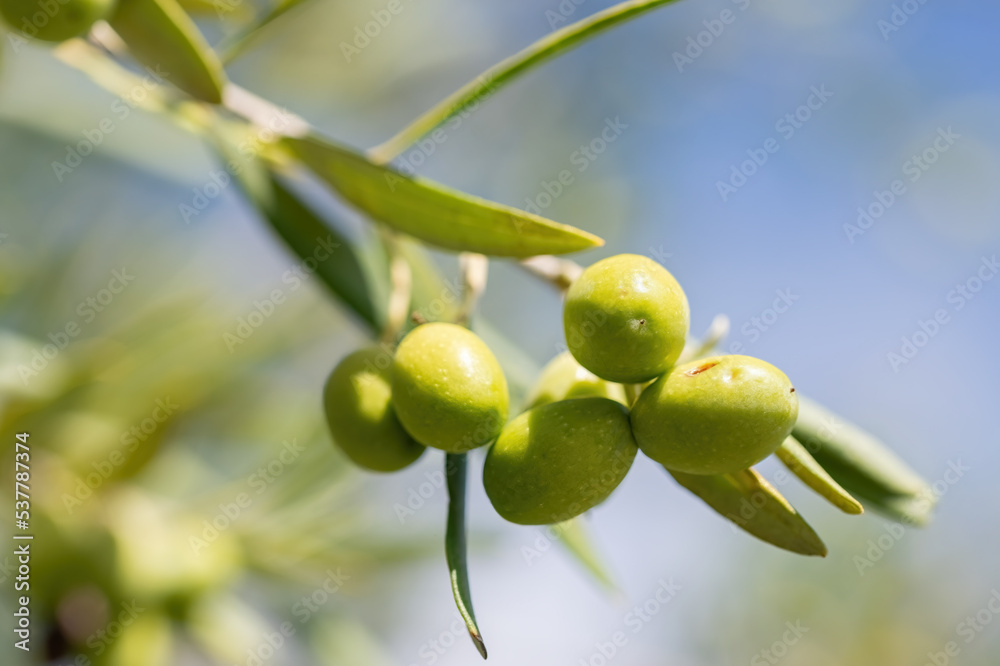 Close-up of green olives on the branch of an olive tree in Belvedere Fogliense in the Marche region of Italy Close-up of green olives on the branch of an olive tree in Belvedere Fogliense in the Marche region of Italy