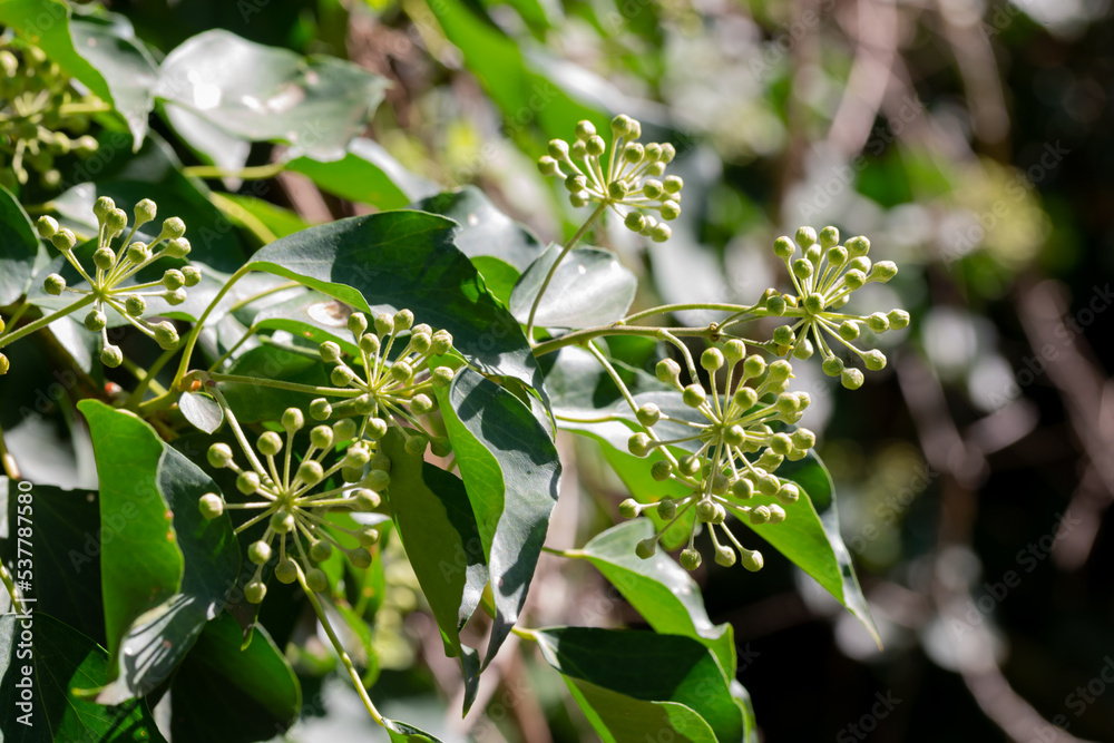 Hedera helix in bloom, growing on a tree trunk, in Marche region, Italy Hedera helix in bloom, growing on a tree trunk, in Marche region, Italy