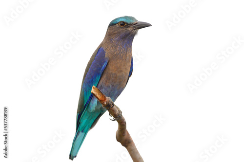 Indian Roller bird isolated on white background photo