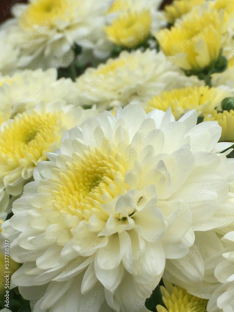 Close up of white chrysanthemum flowers with yellow centers. Wedding background for greeting card