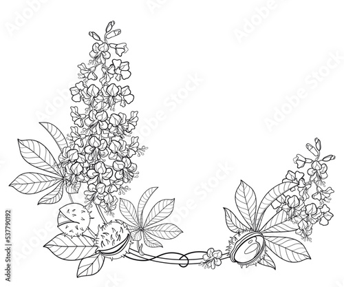 Round frame with outline Buckeye or Horse chestnut flower with leaf in black isolated on white background. 