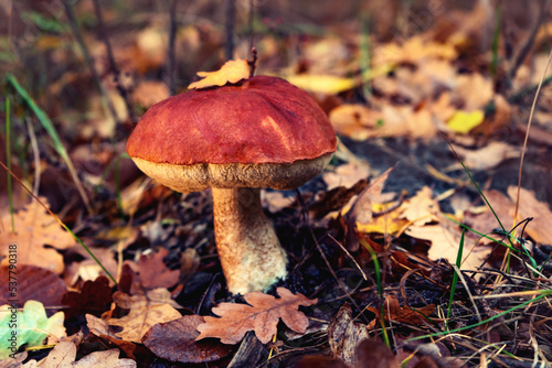 Big beautiful boletus mushroom on a forest glade in autumn.