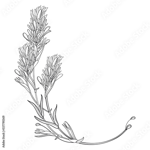 Corner bunch with outline Castilleja or Indian paintbrush flower, bud and leaves in black isolated on white background.