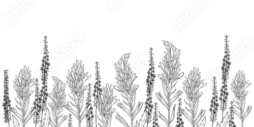 Field with outline Castilleja or Indian paintbrush flower, bud and leaves in black isolated on white background. 