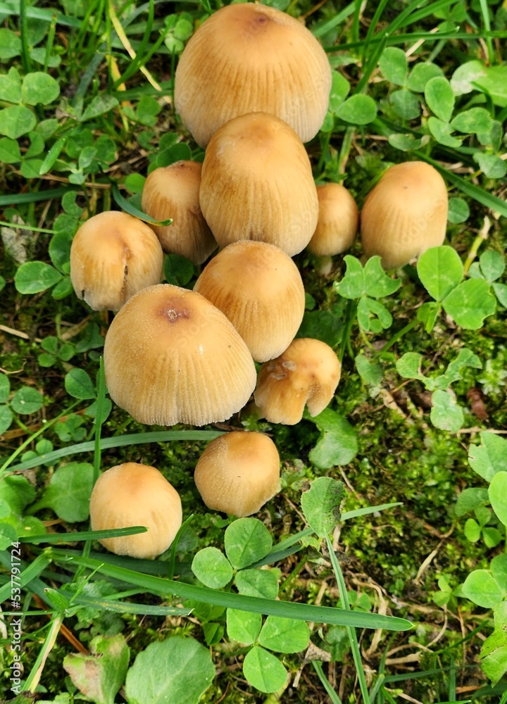 mushrooms in the forest mushrooms in the forest