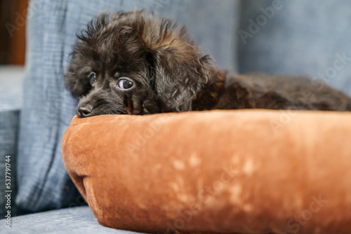 犬用ベッドの上から横目で見ている子犬