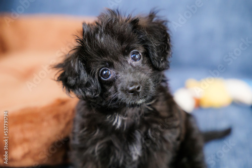 おすわりして首を傾げる子犬