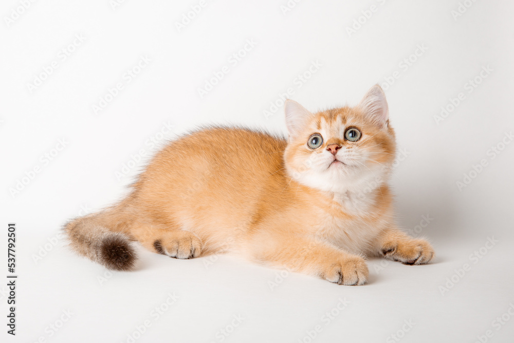 cute red cat on a white background