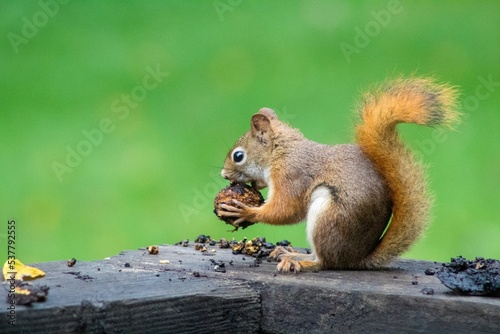 squirrel in the park