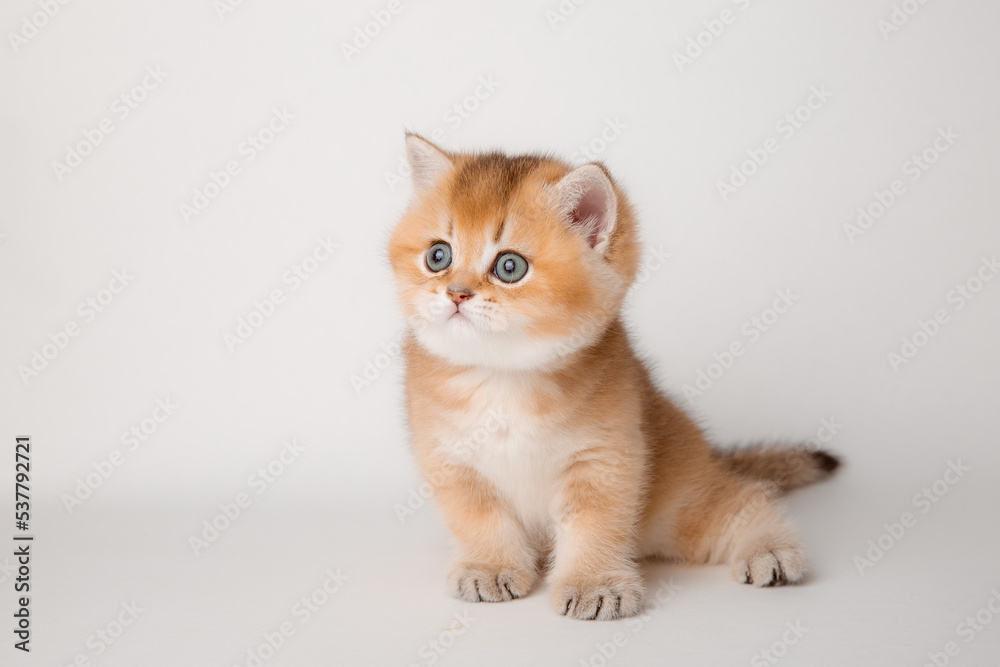 Obraz premium very cute little red kitten of the British breed is isolated on a white background, a golden chinchilla