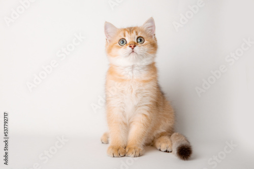 cute red cat on a white background