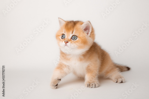 very cute little red kitten of the British breed is isolated on a white background, a golden chinchilla