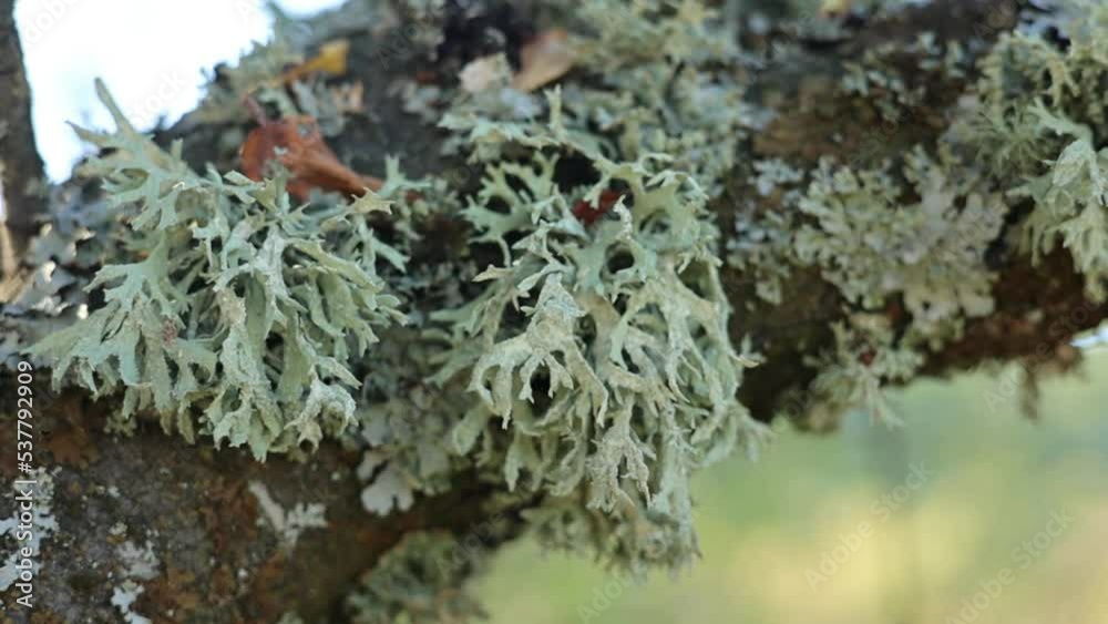 close up of Cladonia on tree close up of Cladonia on tree