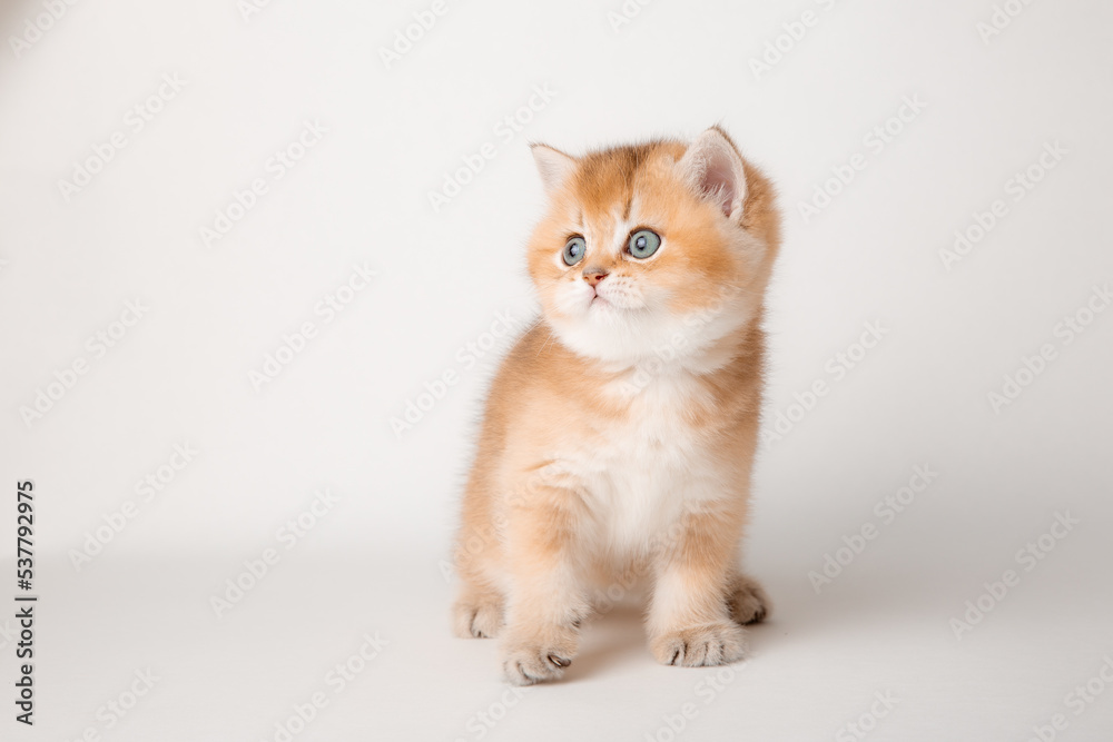 cute red cat on a white background