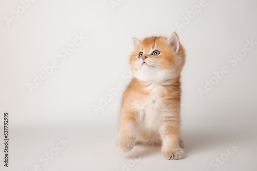 very cute little red kitten of the British breed is isolated on a white background, a golden chinchilla