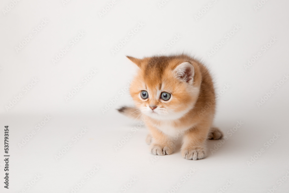 very cute little red kitten of the British breed is isolated on a white background, a golden chinchilla very cute little red kitten of the British breed is isolated on a white background, a golden chinchilla