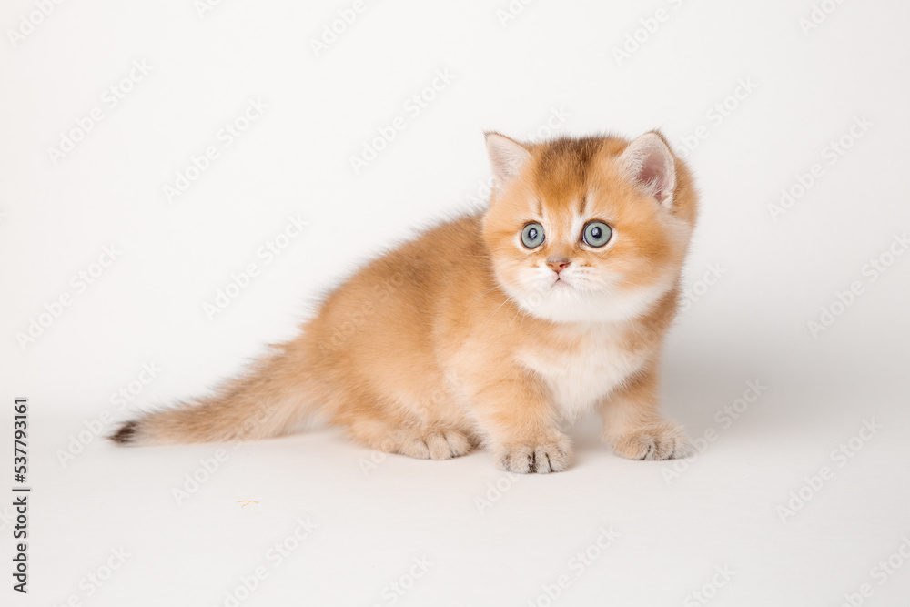 cute red cat on a white background