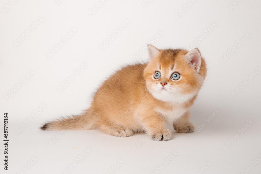 very cute little red kitten of the British breed is isolated on a white background, a golden chinchilla very cute little red kitten of the British breed is isolated on a white background, a golden chinchilla