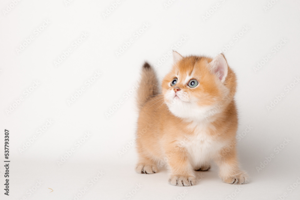 very cute little red kitten of the British breed is isolated on a white background, a golden chinchilla