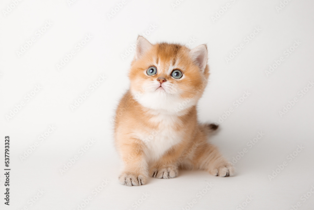 Obraz premium very cute little red kitten of the British breed is isolated on a white background, a golden chinchilla