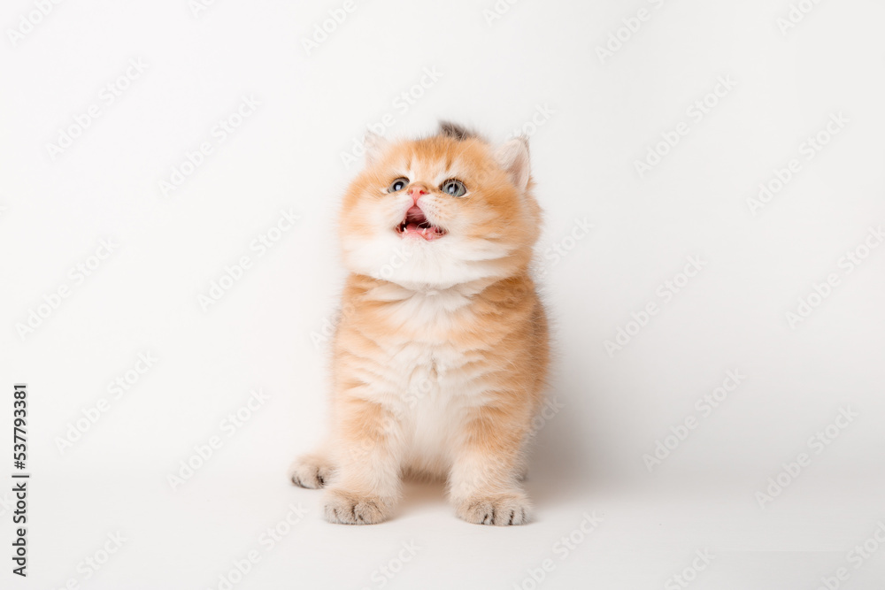 very cute little red kitten of the British breed is isolated on a white background, a golden chinchilla